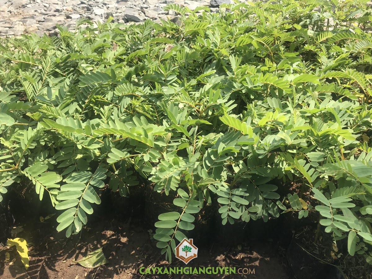 Cây So Đũa, Chăm sóc Cây So Đũa, Gieo hạt So Đũa, Trồng So Đũa, Hạt Cây So Đũa