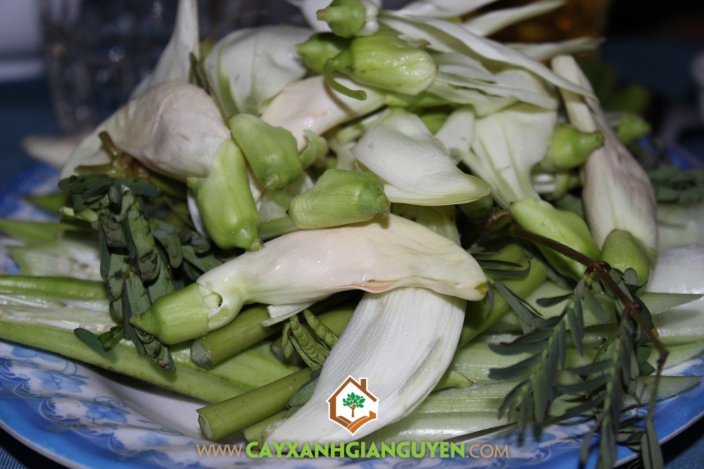 Cây So Đũa, Cây So Đũa Tứ Quý, Trồng Cây So Đũa, Rễ So Đũa, Bông So Đũa