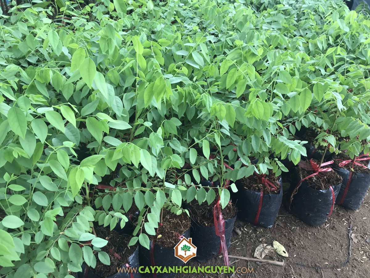 Cây Chùm Ruột, Vỏ thân Cây Chùm Ruột, Quả Chùm Ruột, Lá Chùm Ruột, Cây Ăn Trái