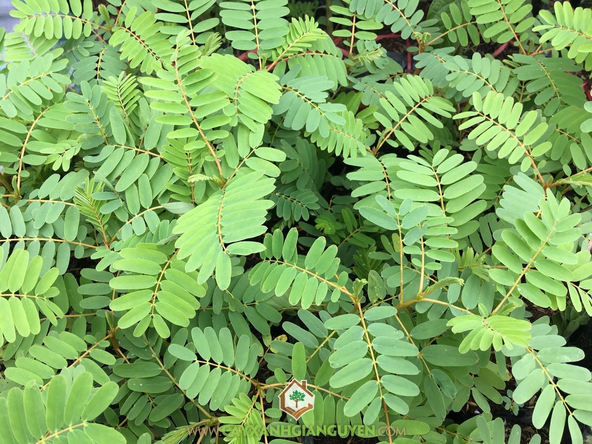 Giống So Đũa, Giống So Đũa Tứ Quý Thái Lan, Cây So Đũa, Giống So Đũa Bông Trắng, So Đũa