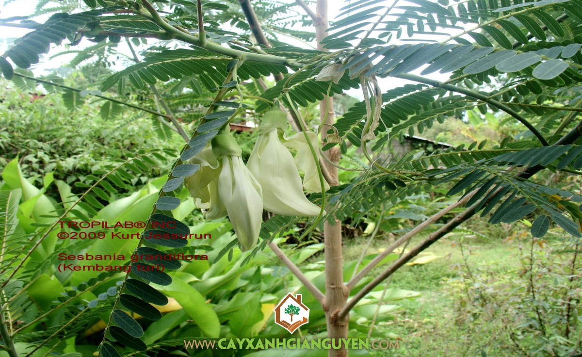 Cây So Đũa, Cây So Đũa Tứ Quý, Trồng Cây So Đũa, Rễ So Đũa, Bông So Đũa