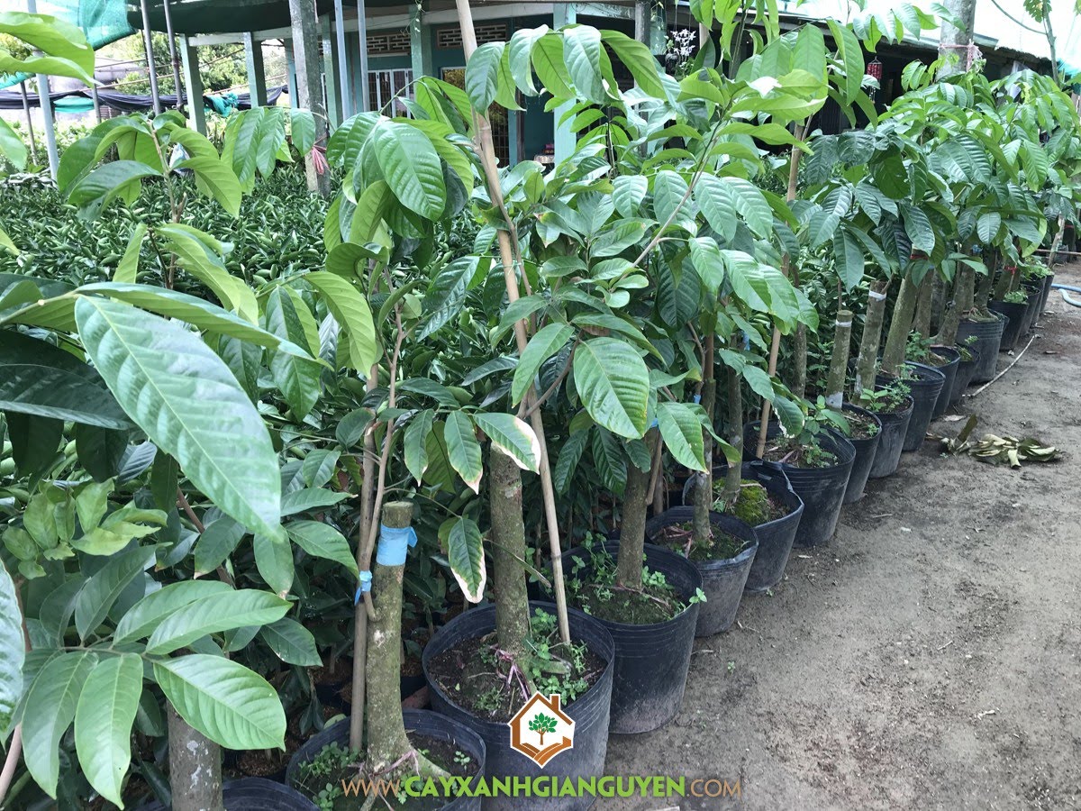 Cây Bòn Bon Thái Lan, Bòn Bon, Bòn Bon Thái Lan, Cây Bòn Bon, Cây Bòn Bòn Thái