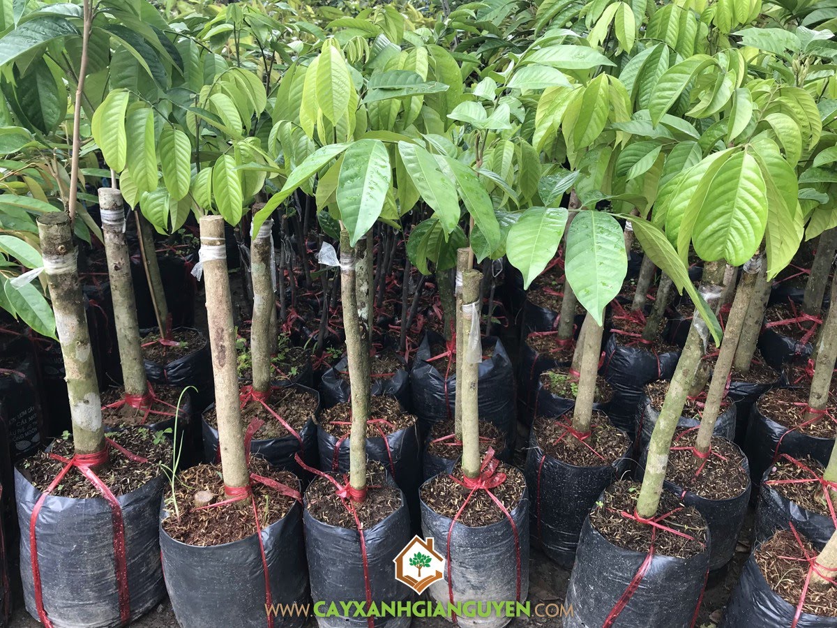 Cây Giống Bòn Bon Thái, Cây Bòn Bon Thái, Vườn ươm Cây Xanh Gia Nguyễn, Cây Ăn Trái, Bán Cây Giống Bòn Bon Thái