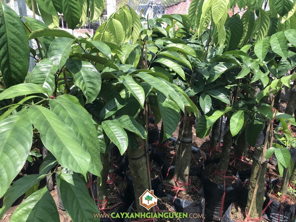 Cây Bòn Bon Thái Lan, Bòn Bon, Bòn Bon Thái Lan, Cây Bòn Bon, Cây Bòn Bòn Thái