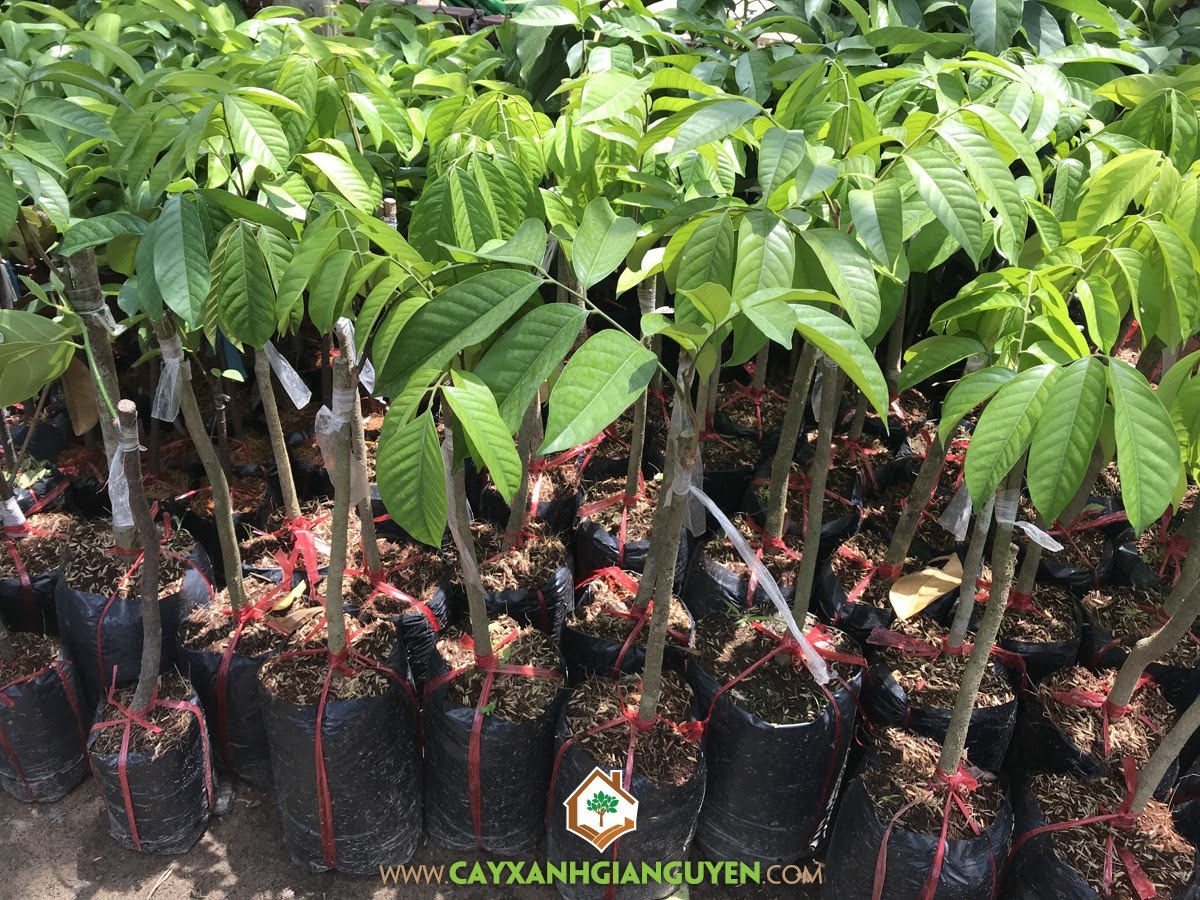 Cây Giống Bòn Bon Thái, Cây Bòn Bon Thái, Vườn ươm Cây Xanh Gia Nguyễn, Cây Ăn Trái, Bán Cây Giống Bòn Bon Thái