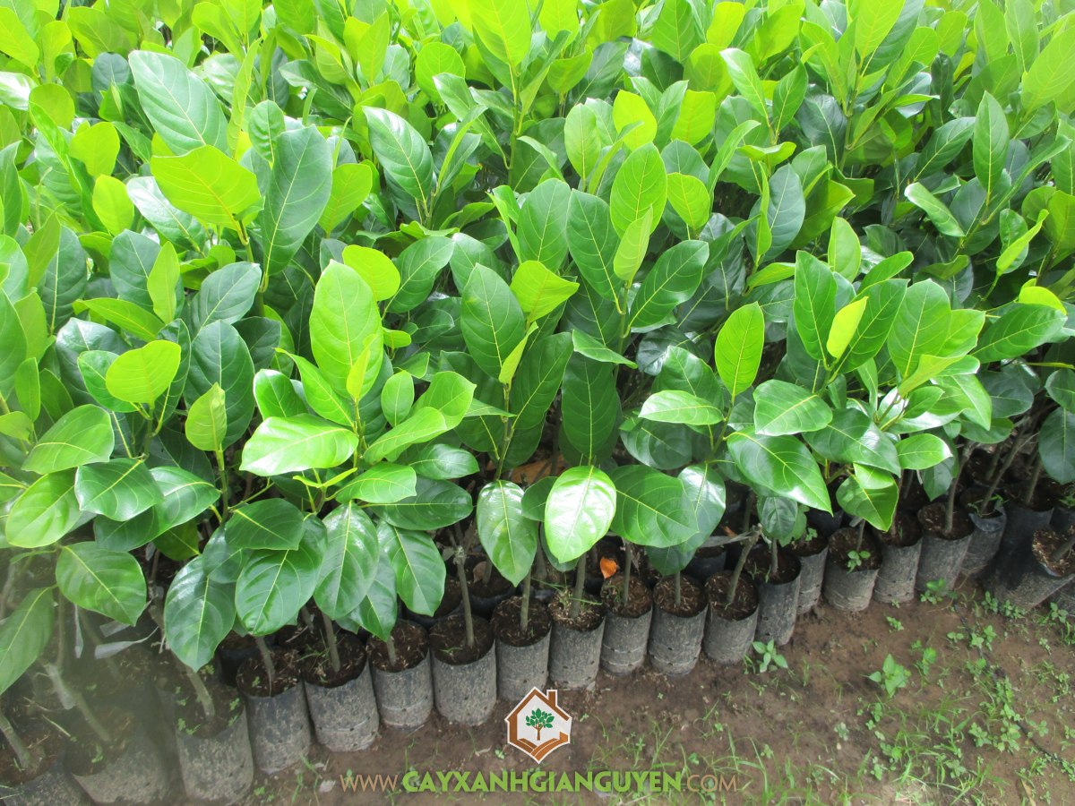 Mít Viên Linh, Cây mít thái viên linh, Cây mít viên linh, Giống mít viên linh, Quả mít viên linh