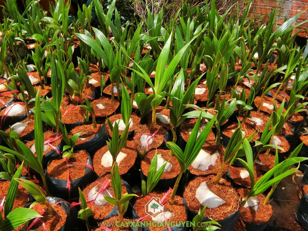 Dừa dâu, Giống dừa dâu, Dừa dâu xanh, Trái dừa dâu, Dừa dâu đỏ