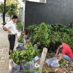 CÂY XANH GIA NGUYỄN CUNG CẤP 100 CÂY TẮC CHO ANH HÙNG Ở KIÊN GIANG