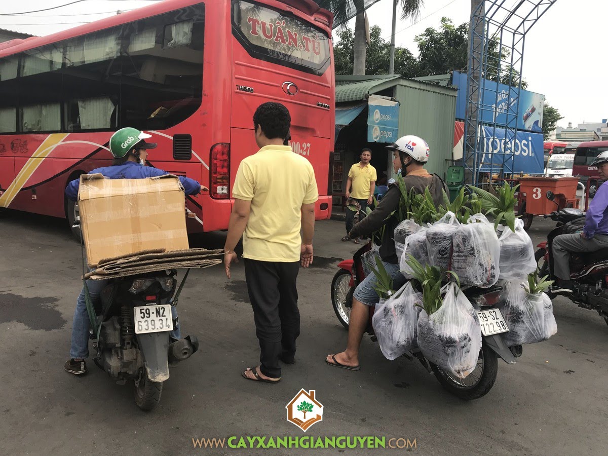 Cây Dừa Xiêm Dây, Cây Dừa Xiêm, Cây Xanh Gia Nguyễn, Vườn Dừa Xiêm Dây, Cây Giống Dừa Xiêm Dây