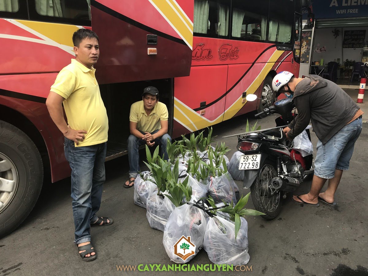 Cây Dừa Xiêm Dây, Cây Dừa Xiêm, Cây Xanh Gia Nguyễn, Vườn Dừa Xiêm Dây, Cây Giống Dừa Xiêm Dây