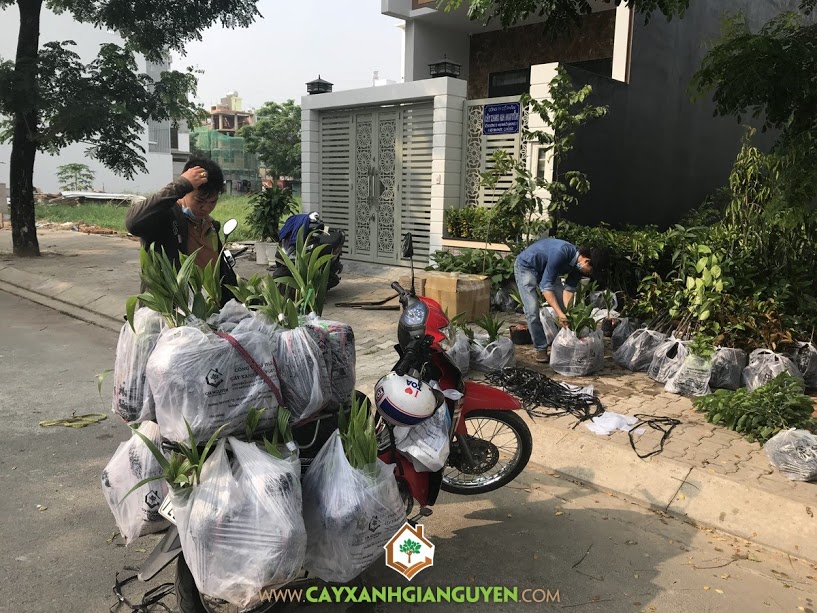 Cây Dừa Xiêm Dây, Cây Dừa Xiêm, Cây Xanh Gia Nguyễn, Vườn Dừa Xiêm Dây, Cây Giống Dừa Xiêm Dây
