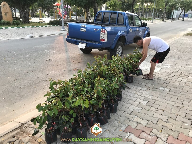 Cây Vú Sữa Lò Rèn, Vườn ươm Cây Xanh Gia Nguyễn, Trái Vú Sữa, Giống Vú Sữa Lò Rèn, Vú Sữa Lò Rèn