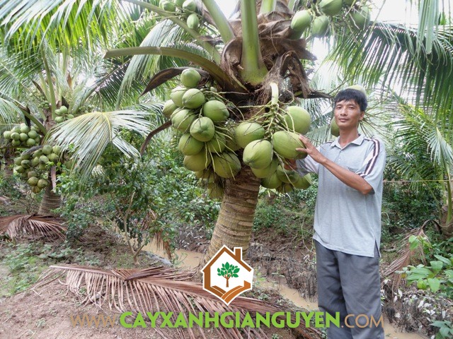 Kỹ thuật trồng Dừa Xiêm Dây, Dừa Xiêm Dây, Giống Dừa, Dừa Xiêm Lùn, Giống Dừa Xiêm Dây