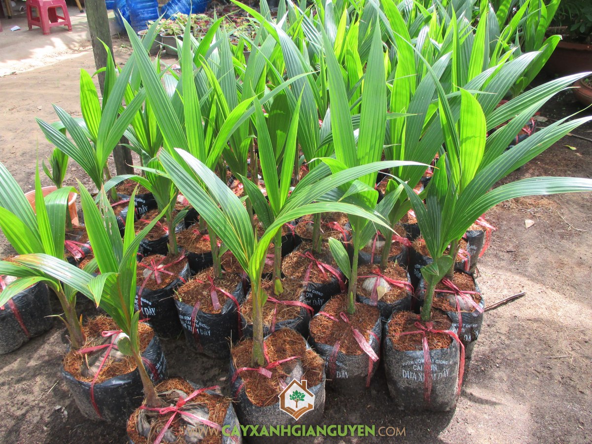 Dừa Xiêm Dây, Trồng Dừa Xiêm Dây siêu thái, Cây Dừa Xiêm, Chăm sóc Cây Dừa Xiêm Dây, Giống Dừa