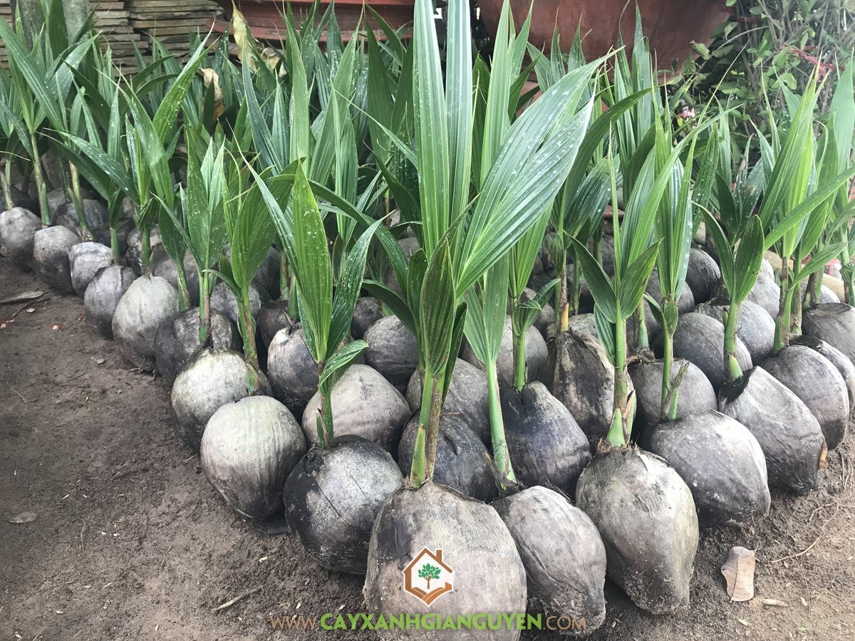 Kỹ thuật trồng Dừa Xiêm Dây, Dừa Xiêm Dây, Giống Dừa, Dừa Xiêm Lùn, Giống Dừa Xiêm Dây