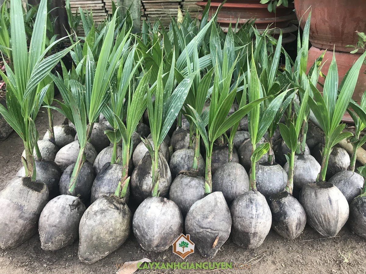 Giống Dừa Xiêm Dây, Cây Dừa Xiêm Dây Giống, Vườn ươm Cây Xanh Gia Nguyễn, Cây Dừa Giống, Trồng Giống Dừa