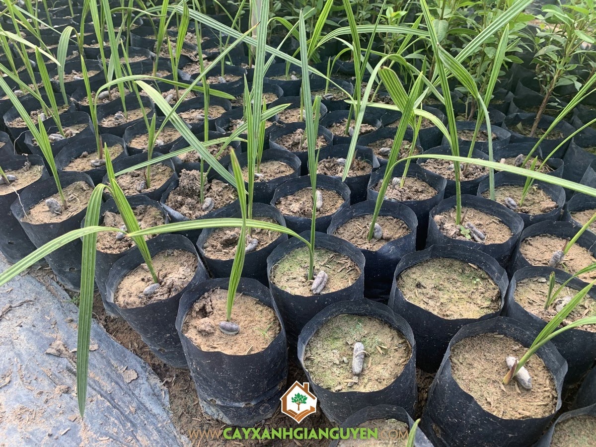 Trồng Cây Chà Là, Giống Cây Chà Là bằng hạt, Cây Giống Chà Là, Cây Chà Là, Quả Chà Là