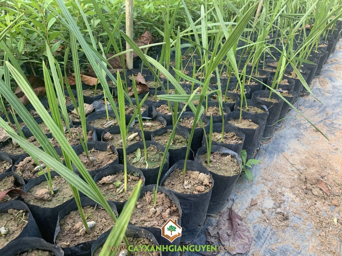 Trồng Cây Chà Là, Giống Cây Chà Là bằng hạt, Cây Giống Chà Là, Cây Chà Là, Quả Chà Là