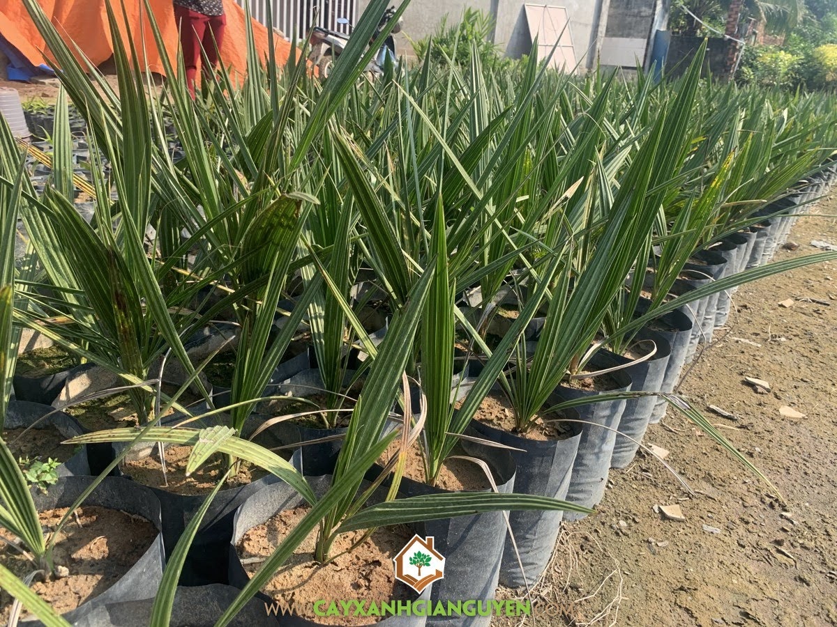 Chăm sóc Cây Chà Là, Kỹ thuật trồng Chà Là, Cây Chà Là, Chà Là, Trái Chà Là