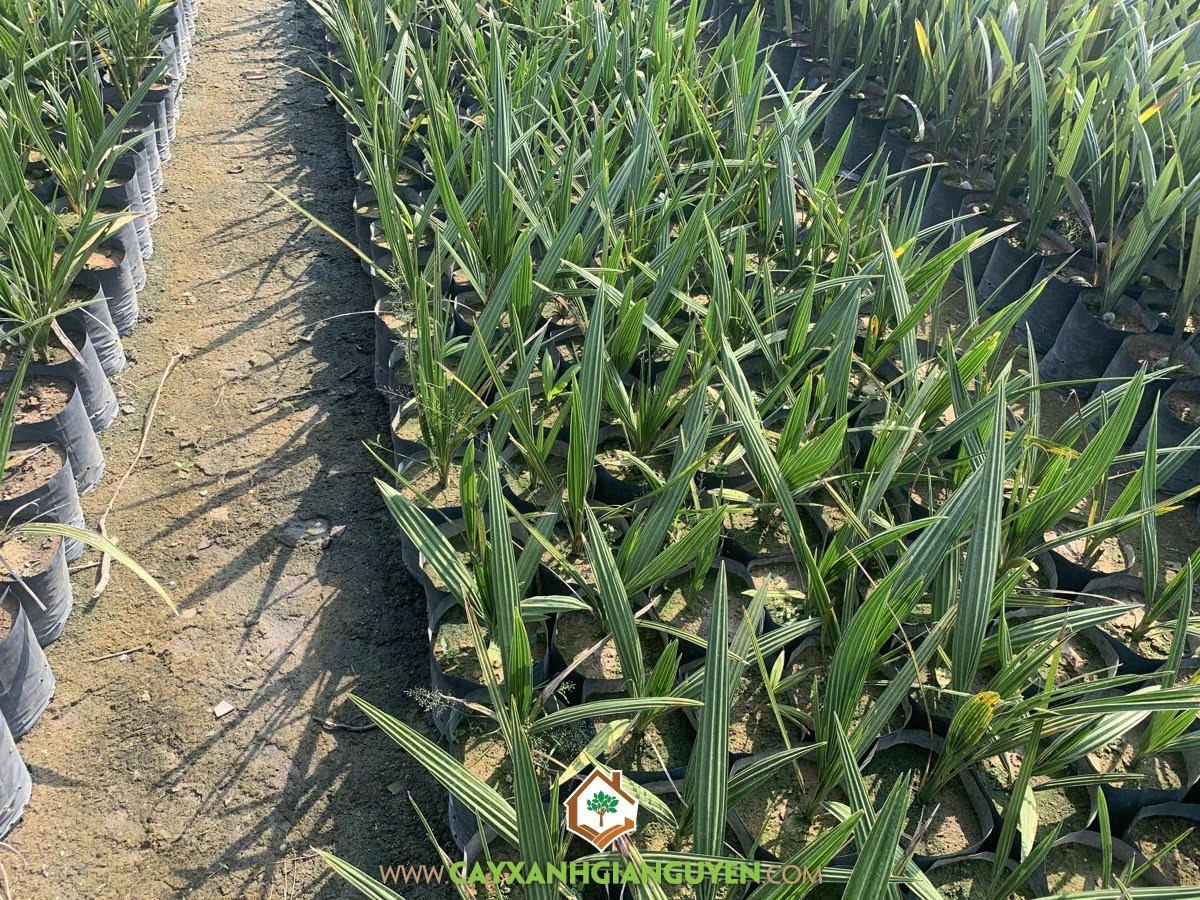 Chà Là, Cây Chà Là, Phương pháp nuôi cấy mô, Cây Ăn Trái, Phương pháp gieo hạt