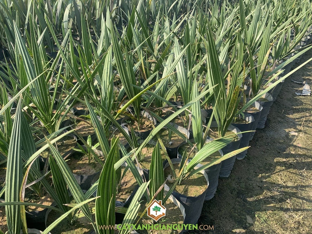 Chà Là, Bụi Chà Là, Cây Chà Là, Cây Ăn Trái, Cây Giống Chà Là