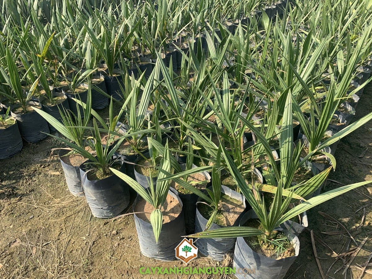 Chà Là, Cây Chà Là, Phương pháp nuôi cấy mô, Cây Ăn Trái, Phương pháp gieo hạt