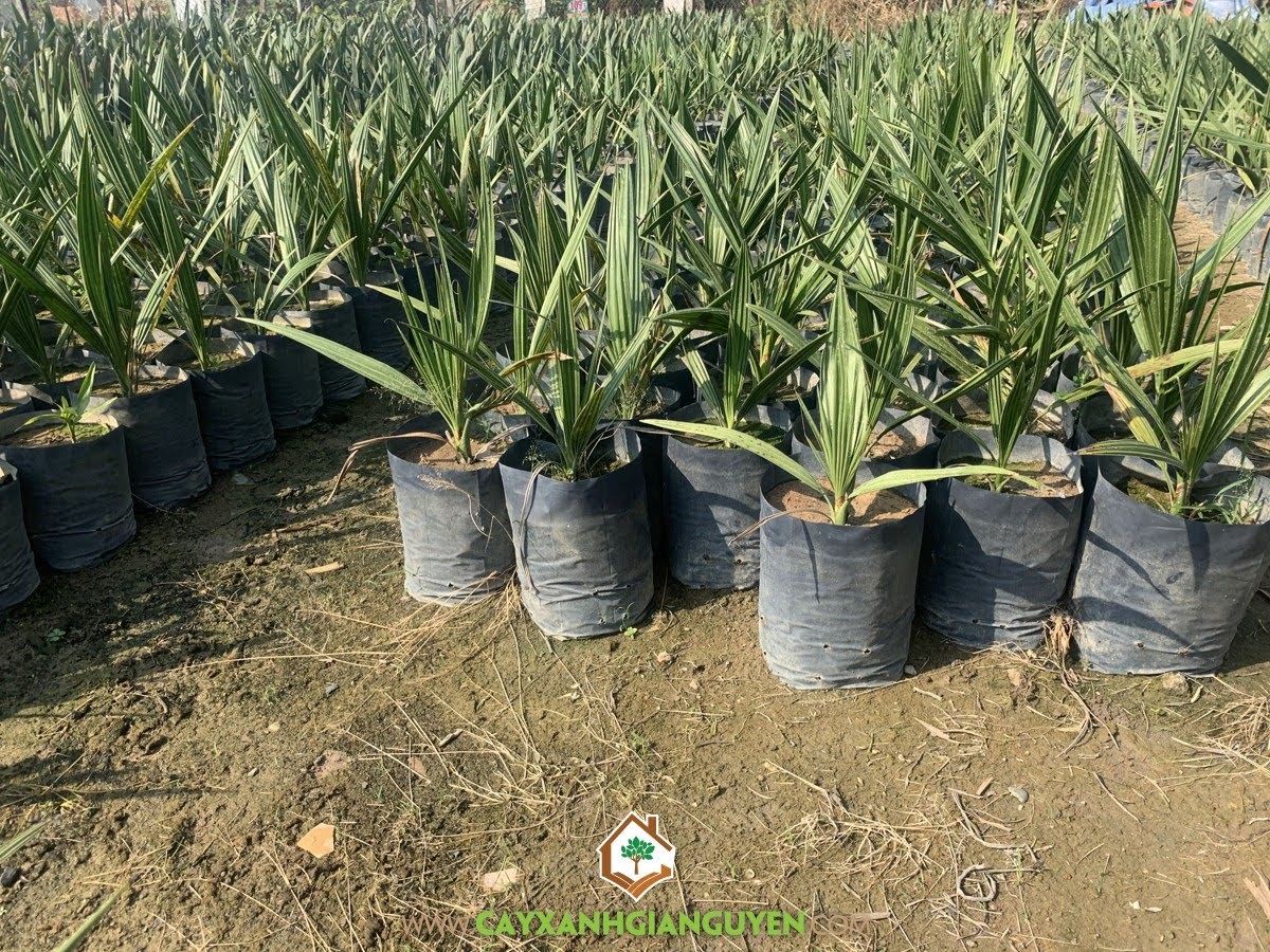 Chăm sóc Cây Chà Là, Kỹ thuật trồng Chà Là, Cây Chà Là, Chà Là, Trái Chà Là