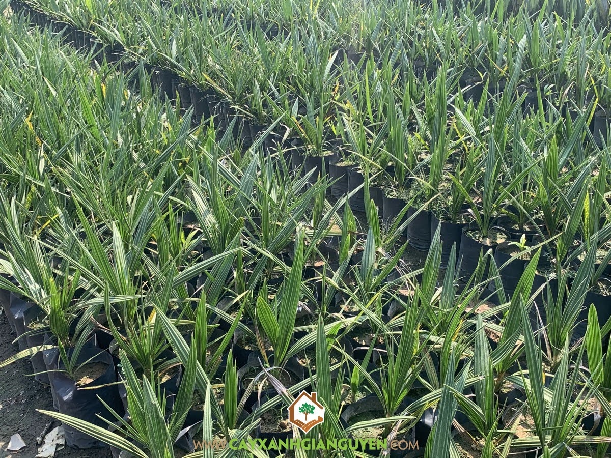 Trồng Cây Chà Là, Giống Cây Chà Là bằng hạt, Cây Giống Chà Là, Cây Chà Là, Quả Chà Là