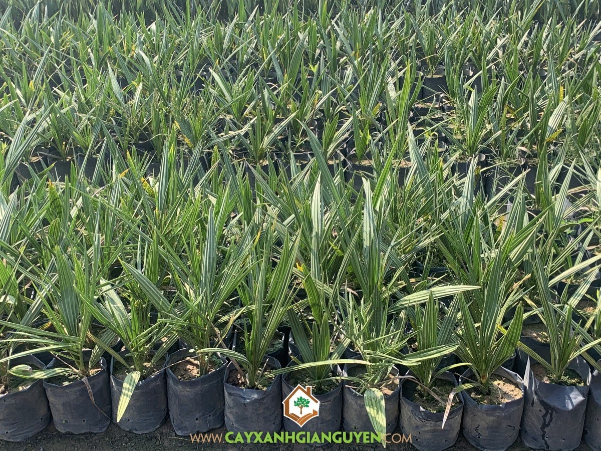 Chà Là, Bụi Chà Là, Cây Chà Là, Cây Ăn Trái, Cây Giống Chà Là