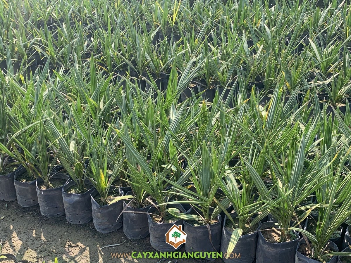 Chăm sóc Cây Chà Là, Kỹ thuật trồng Chà Là, Cây Chà Là, Chà Là, Trái Chà Là