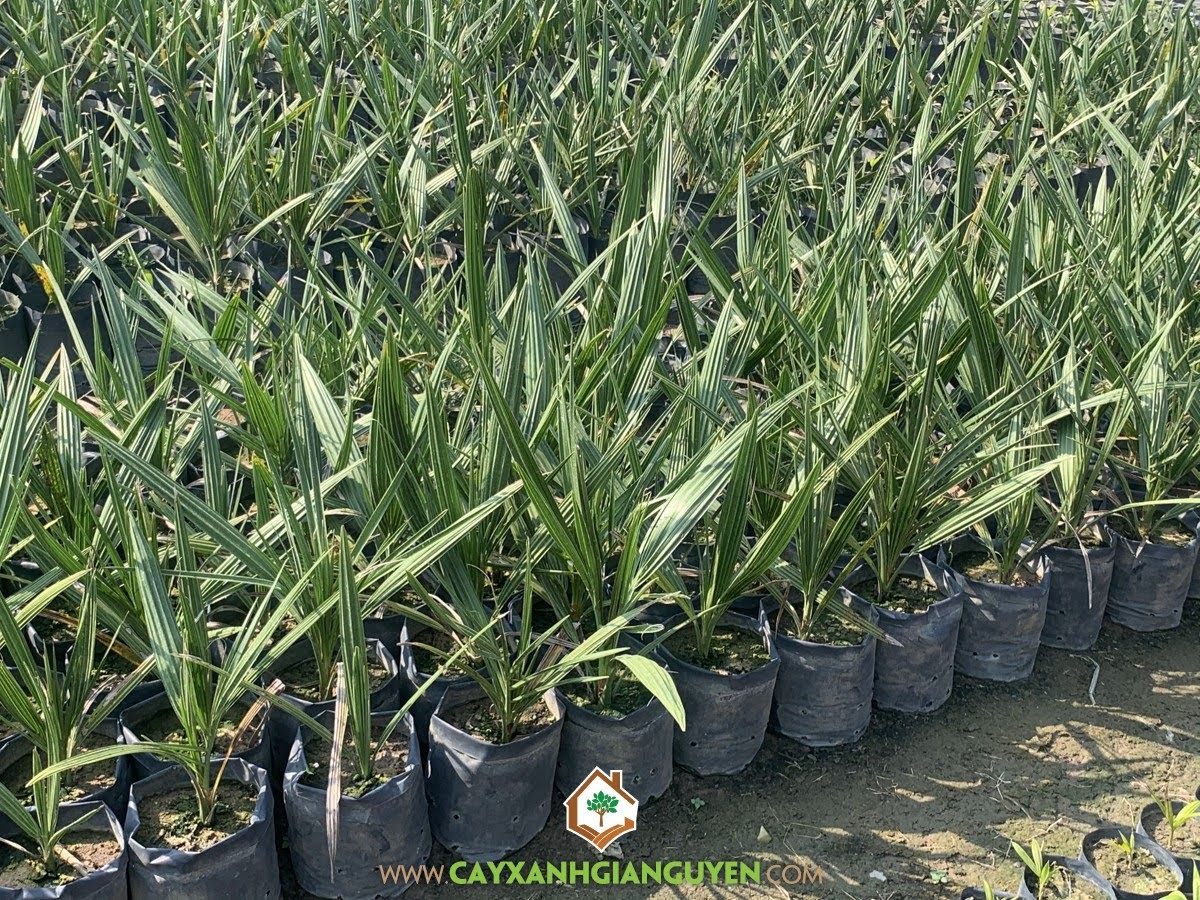 Chà Là, Bụi Chà Là, Cây Chà Là, Cây Ăn Trái, Cây Giống Chà Là