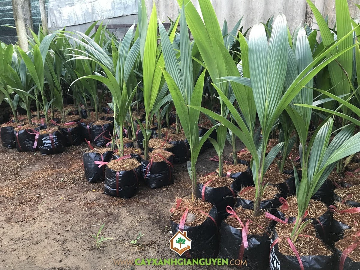 Dừa Xiêm Dây, Dừa Xiêm Dây Lùn, Giống Dừa Xiêm Dây, Vườn ươm Cây Xanh Gia Nguyễn, Chăm sóc Dừa Xiêm Dây