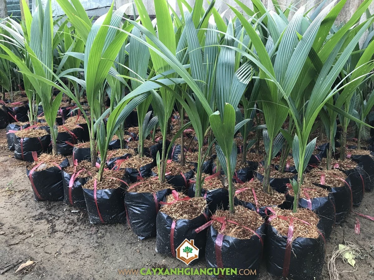Giống Dừa Xiêm Dây, Cây Dừa Xiêm Dây Giống, Vườn ươm Cây Xanh Gia Nguyễn, Cây Dừa Giống, Trồng Giống Dừa