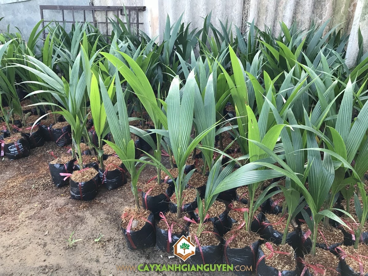 Cây Dừa Xiêm Dây, Cây Dừa, Vườn Dừa Xiêm Dây, Vườn cây non, Cây Ăn Trái