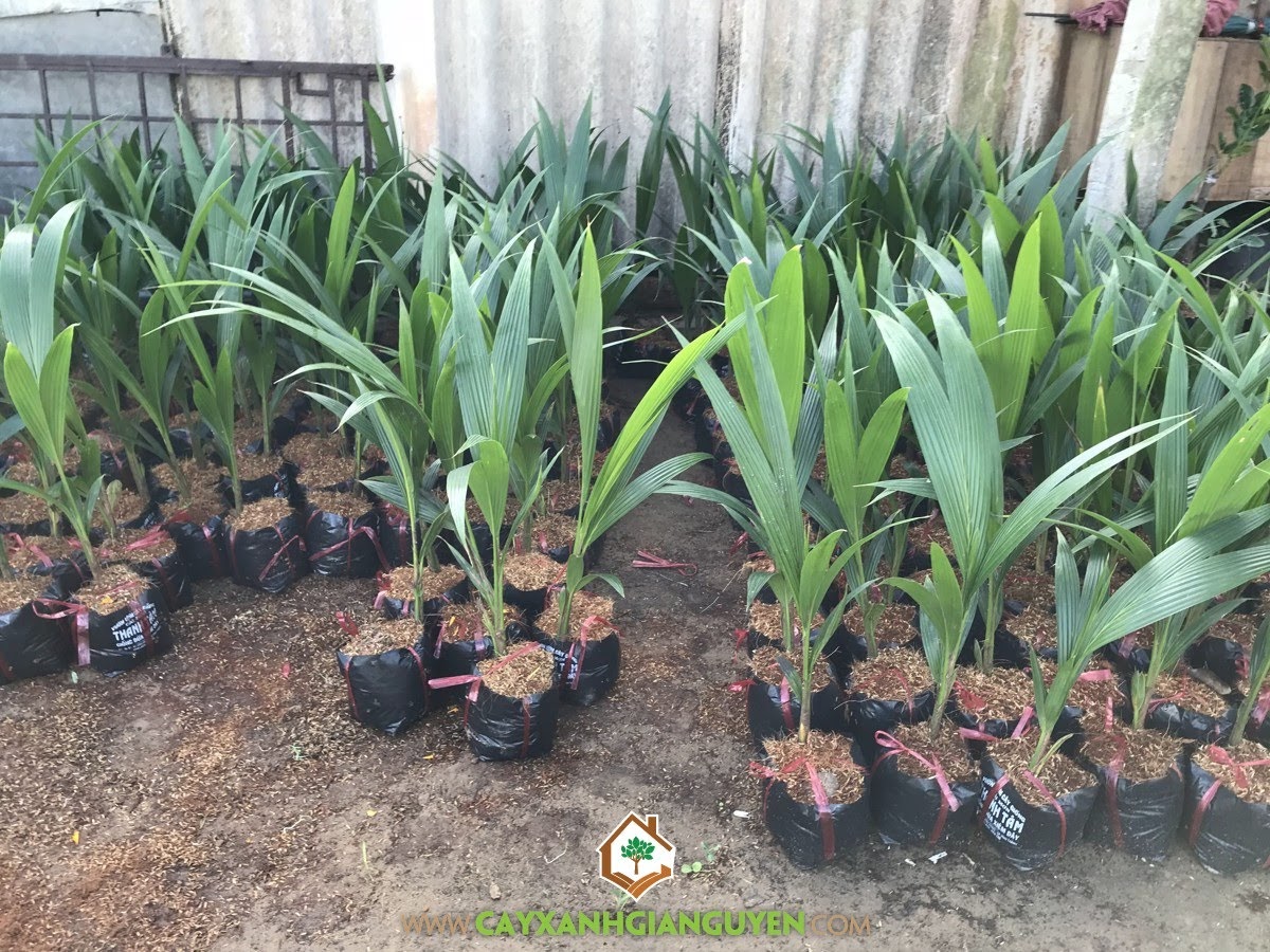 Dừa Xiêm Dây, Trái Dừa Xiêm Dây, Chăm sóc Dừa Xiêm Dây, Cây Dừa Xiêm Dây, Dừa Xiêm