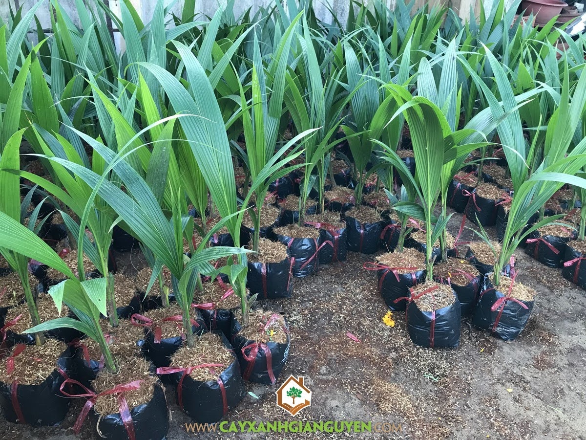 Giống Dừa Xiêm Dây, Cây Dừa Xiêm Dây Giống, Vườn ươm Cây Xanh Gia Nguyễn, Cây Dừa Giống, Trồng Giống Dừa