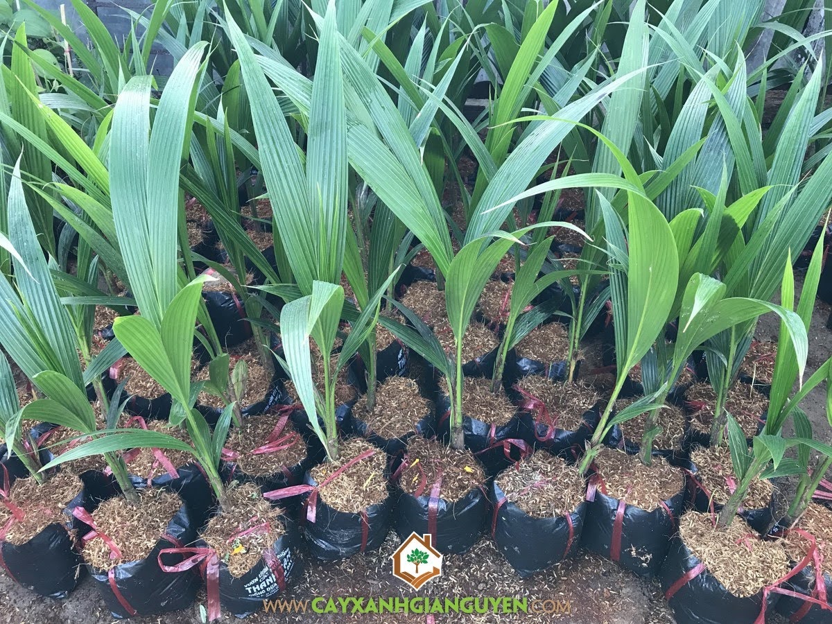 Dừa Xiêm Dây, Trái Dừa Xiêm Dây, Chăm sóc Dừa Xiêm Dây, Cây Dừa Xiêm Dây, Dừa Xiêm