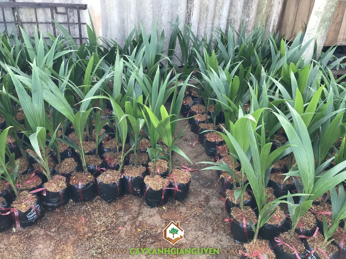 Dừa Xiêm Dây, Trái Dừa Xiêm Dây, Chăm sóc Dừa Xiêm Dây, Cây Dừa Xiêm Dây, Dừa Xiêm