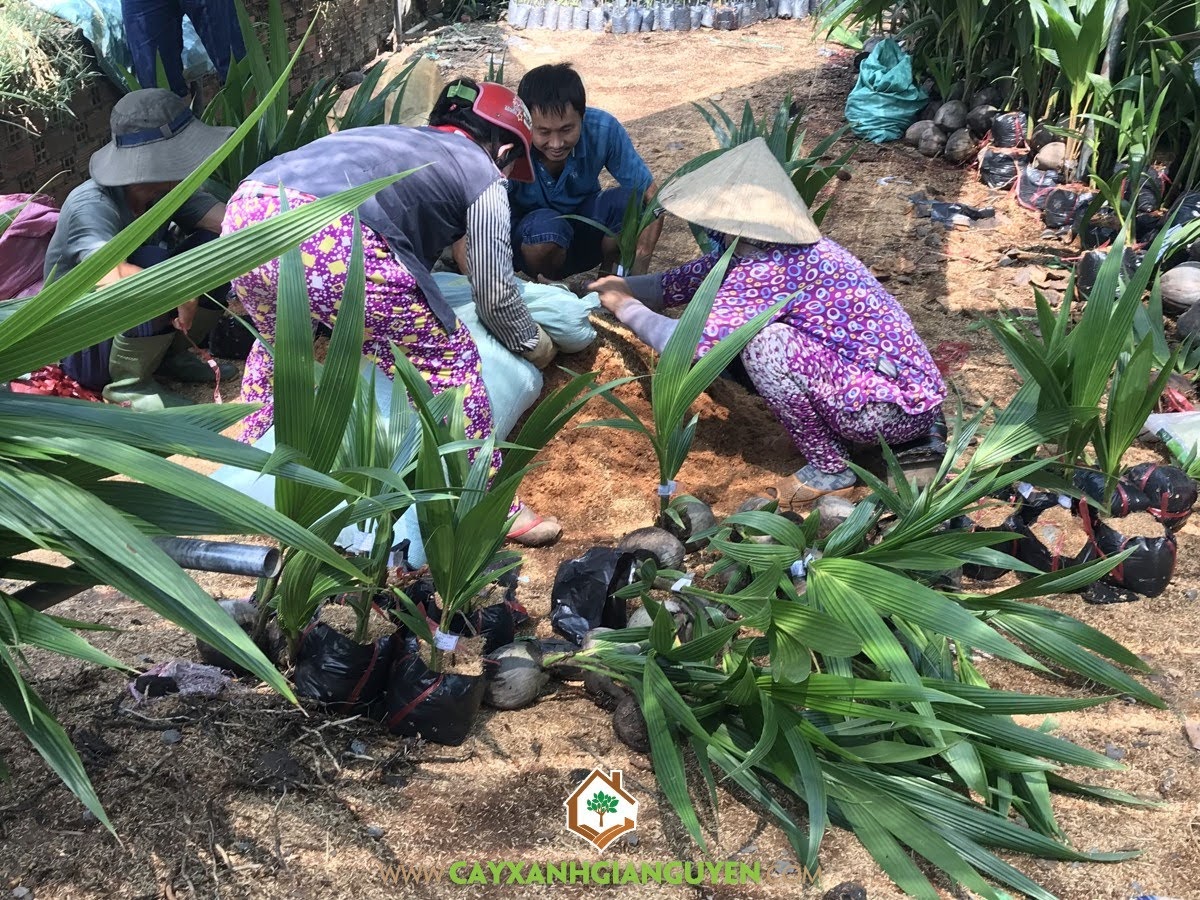 Dừa Xiêm Dây, Trồng Dừa Xiêm Dây siêu thái, Cây Dừa Xiêm, Chăm sóc Cây Dừa Xiêm Dây, Giống Dừa