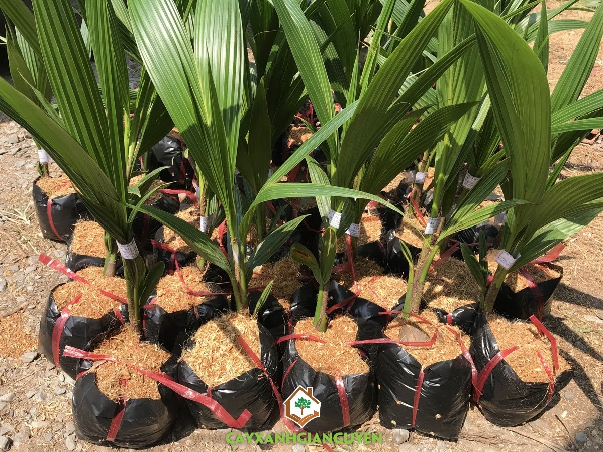 Cây Dừa Xiêm Dây, Cây Dừa, Giống Dừa Xiêm Dây, Cách chăm sóc Dừa Xiêm Dây, Cây Ăn Trái