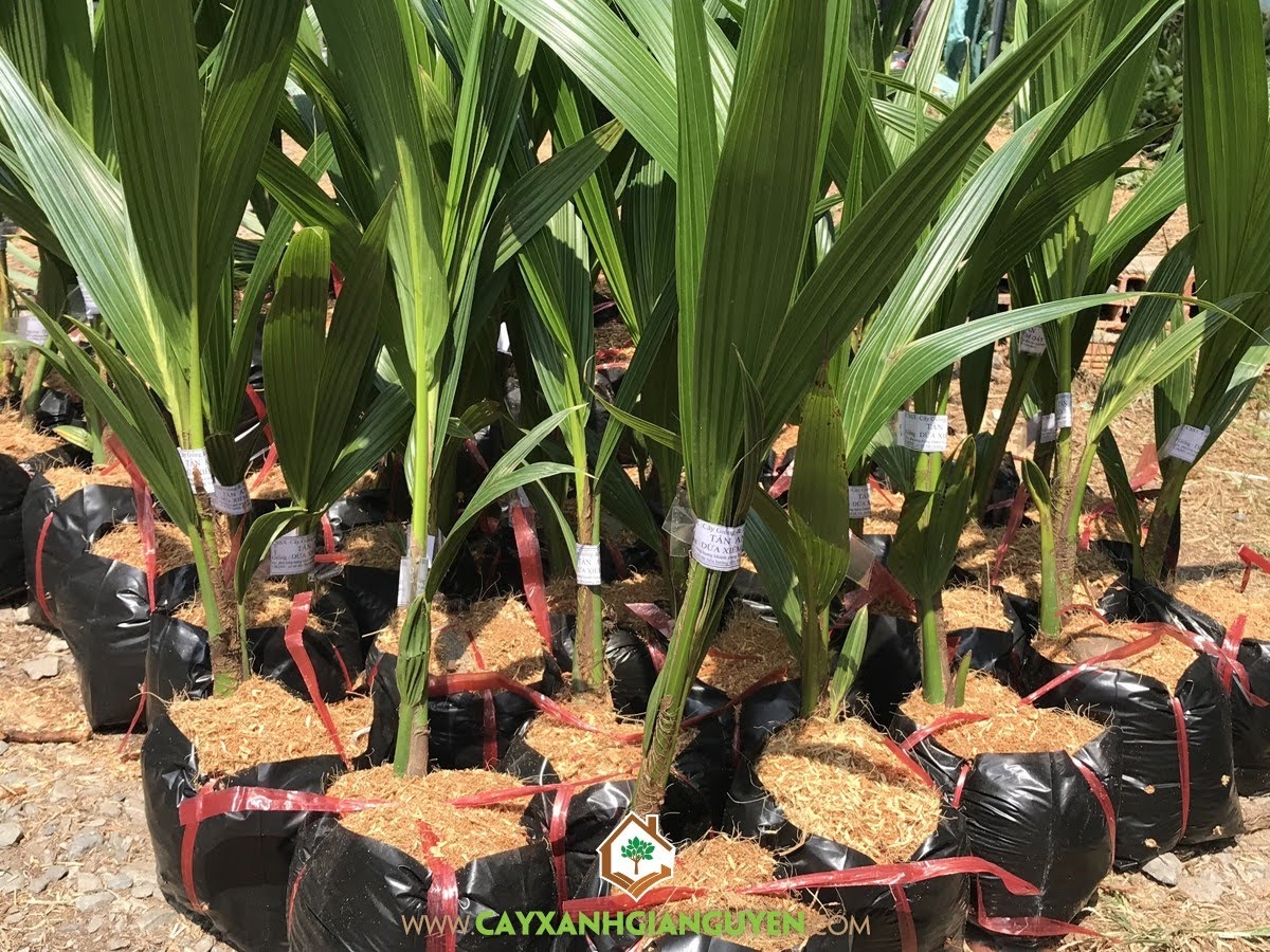 Cây Dừa Xiêm Dây, Cây Dừa, Giống Dừa Xiêm Dây, Cách chăm sóc Dừa Xiêm Dây, Cây Ăn Trái