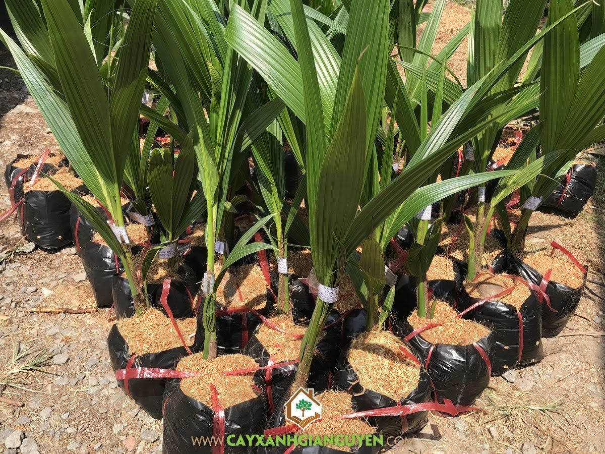 Cây Dừa Xiêm Dây, Cây Dừa, Giống Dừa Xiêm Dây, Cách chăm sóc Dừa Xiêm Dây, Cây Ăn Trái