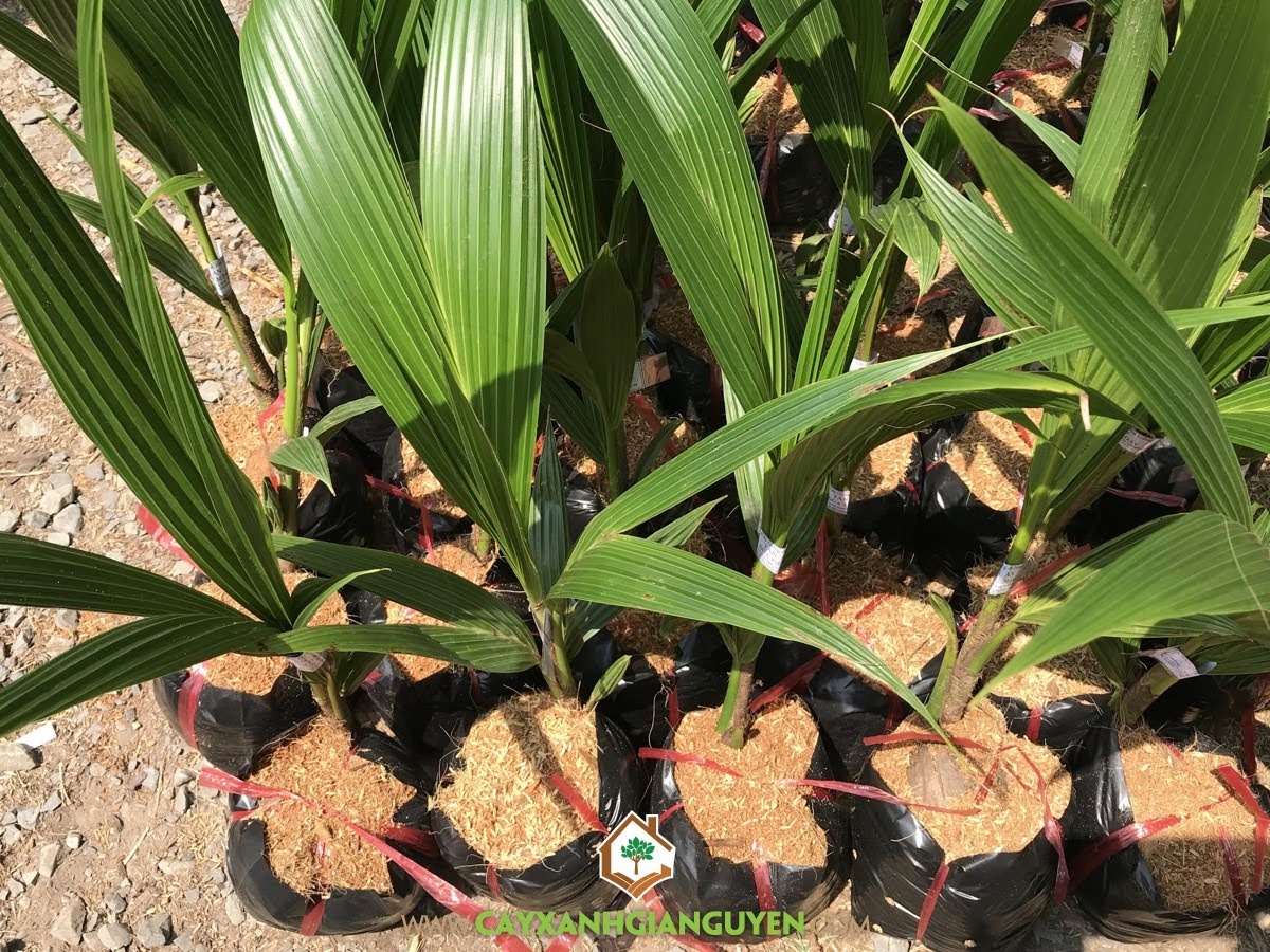 Dừa Xiêm Dây, Giống Dừa Xiêm Dây, Giống Dừa Lùn, Trái Dừa Xiêm Dây, Mô hình trồng Dừa Xiêm Dây