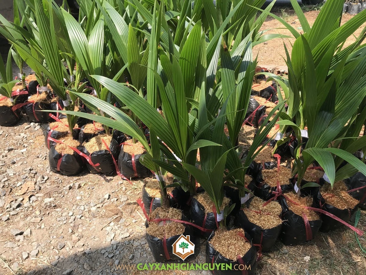 Dừa Xiêm Dây, Giống Dừa Xiêm Dây, Giống Dừa Lùn, Trái Dừa Xiêm Dây, Mô hình trồng Dừa Xiêm Dây