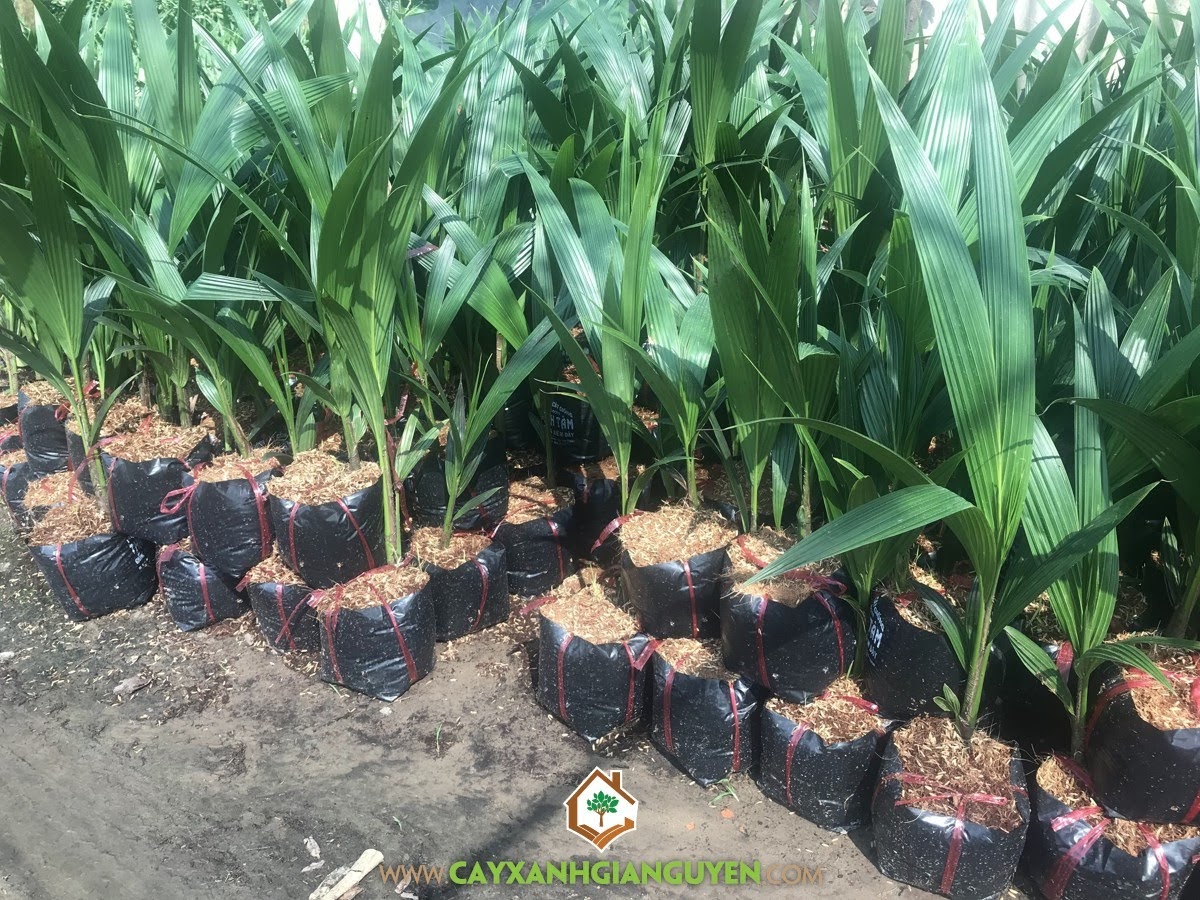 Dừa Xiêm Dây, Dừa Xiêm Dây Lùn, Giống Dừa Xiêm Dây, Vườn ươm Cây Xanh Gia Nguyễn, Chăm sóc Dừa Xiêm Dây