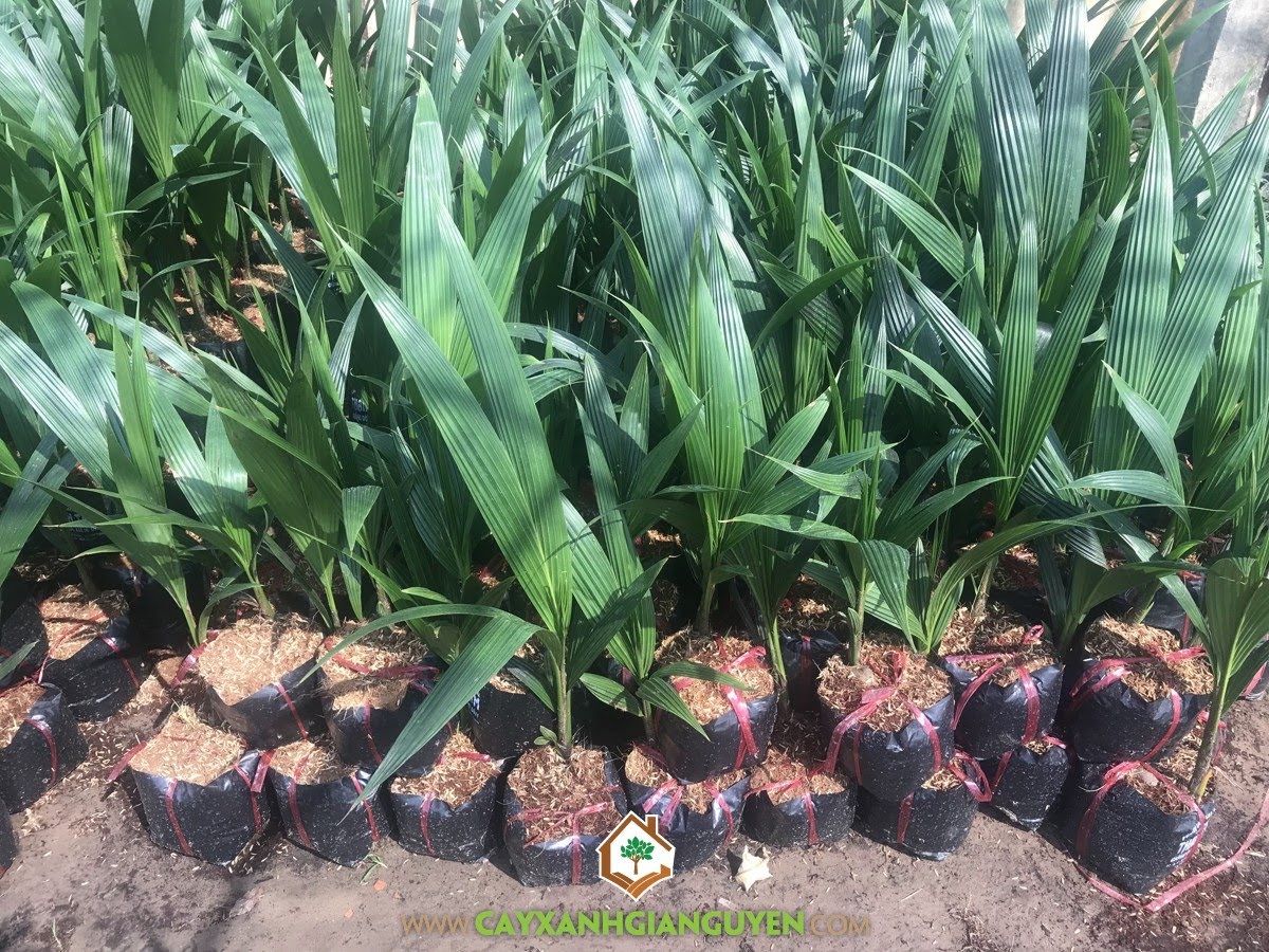 Cây Dừa Xiêm Dây, Cây Dừa, Vườn Dừa Xiêm Dây, Vườn cây non, Cây Ăn Trái