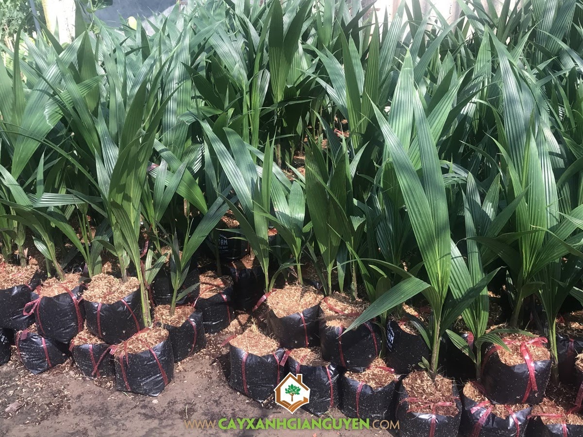 Cây Dừa Xiêm Dây, Cây Dừa, Vườn Dừa Xiêm Dây, Vườn cây non, Cây Ăn Trái