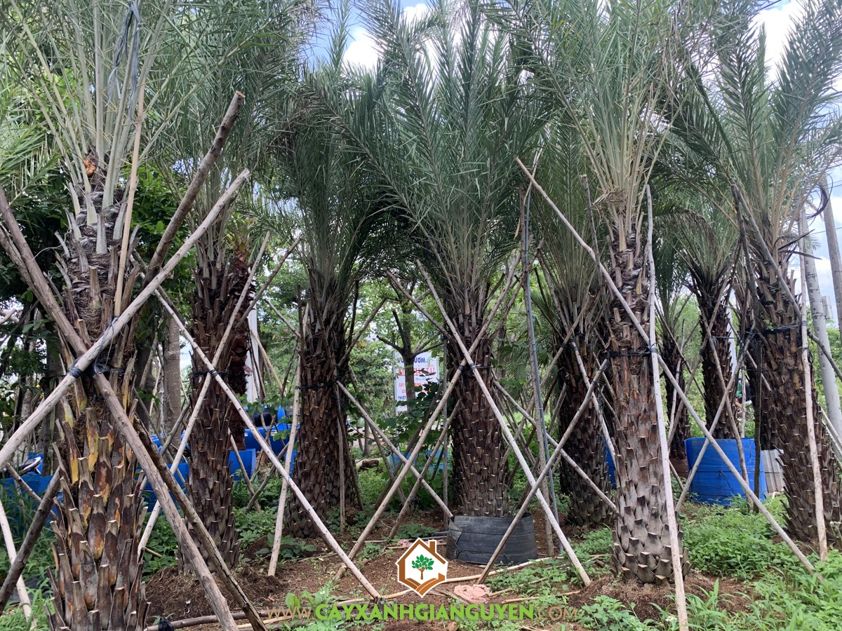 Chà Là, Cây Chà Là, Cách trồng Cây Chà Là, Trồng Chà Là, Cây Giống Chà Là