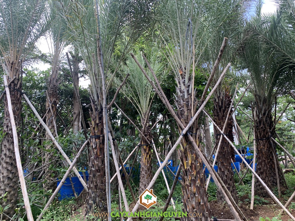 Chà Là, Cây Chà Là, Cách trồng Cây Chà Là, Trồng Chà Là, Cây Giống Chà Là