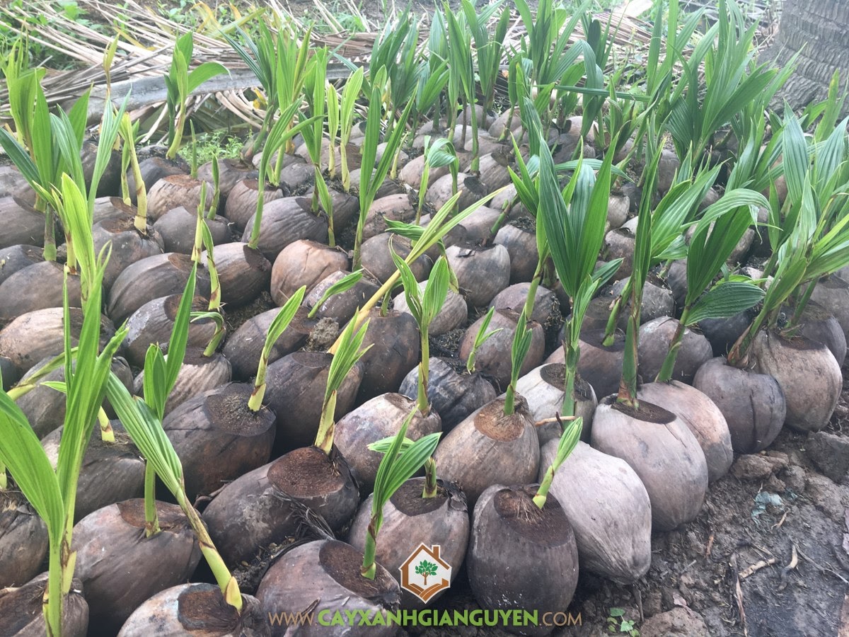 Kỹ thuật trồng Dừa Xiêm Dây, Dừa Xiêm Dây, Giống Dừa, Dừa Xiêm Lùn, Giống Dừa Xiêm Dây